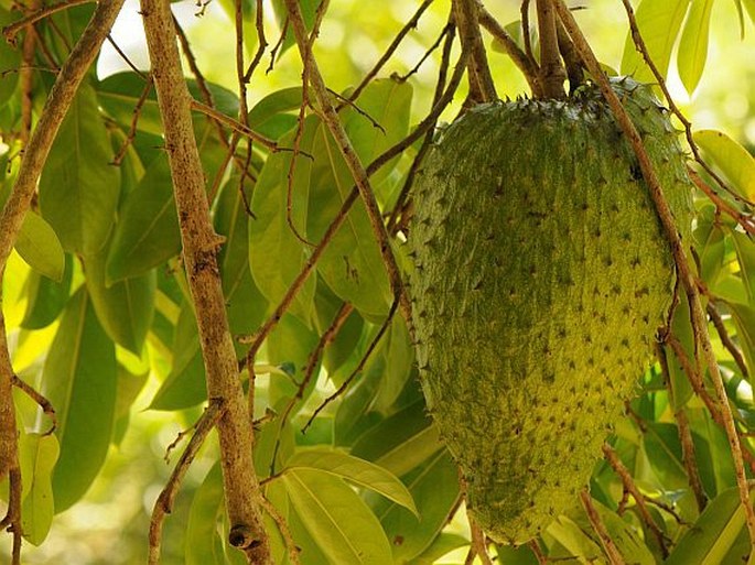 Annona muricata