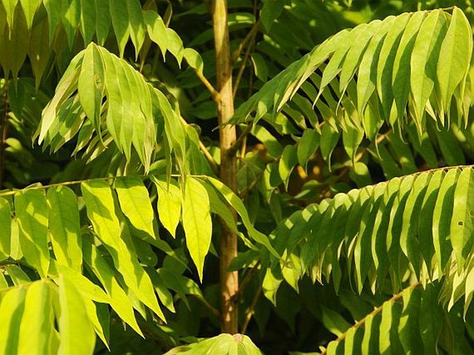 Annona reticulata