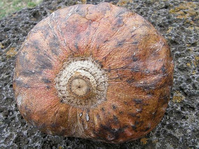 Annona reticulata