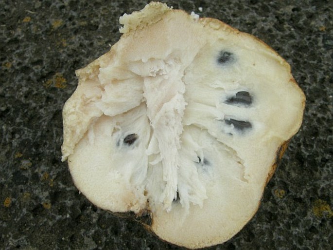 Annona reticulata