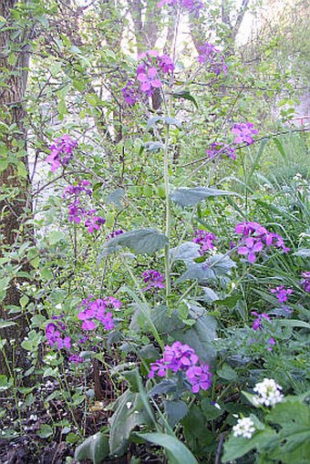 Lunaria annua