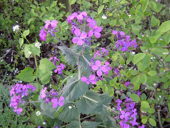 Lunaria annua