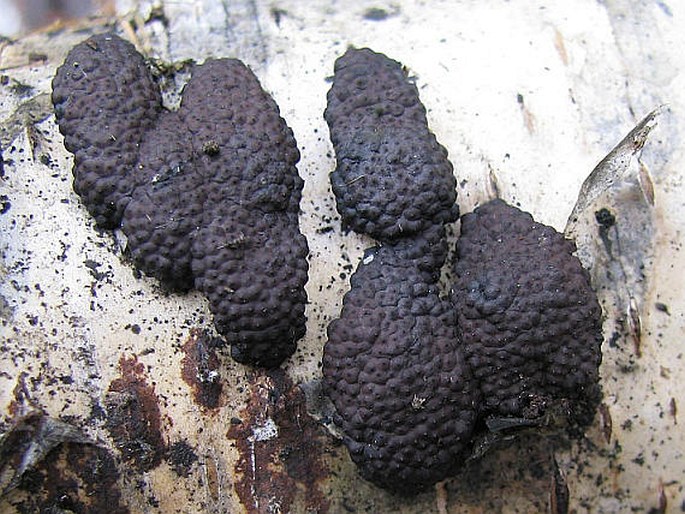 ANNULOHYPOXYLON MULTIFORME (Fr.) Y. M. Ju, J. D. Rogers et H. M. Hsieh - dřevomor mnohotvarý / drevovček mnohotvarý