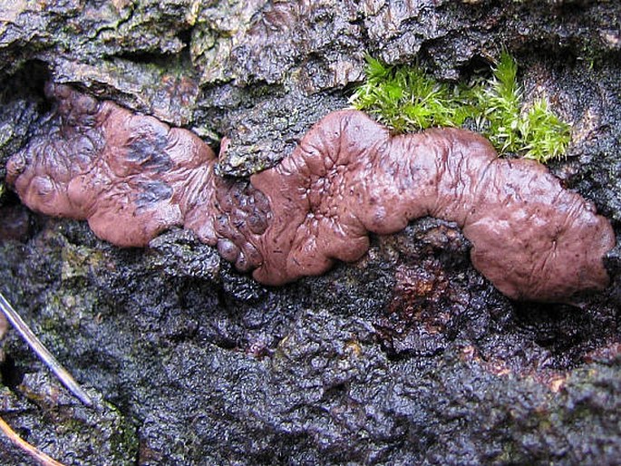 Annulohypoxylon multiforme