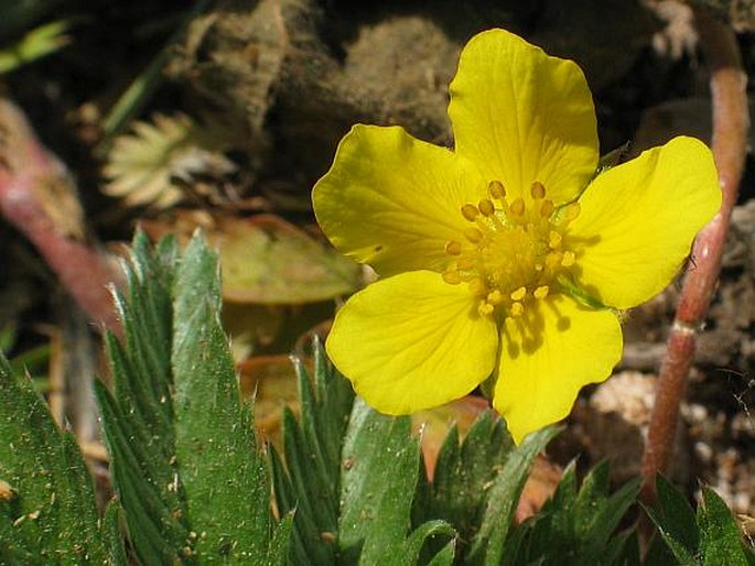 POTENTILLA ANSERINA L. – mochna husí / nátržník husí