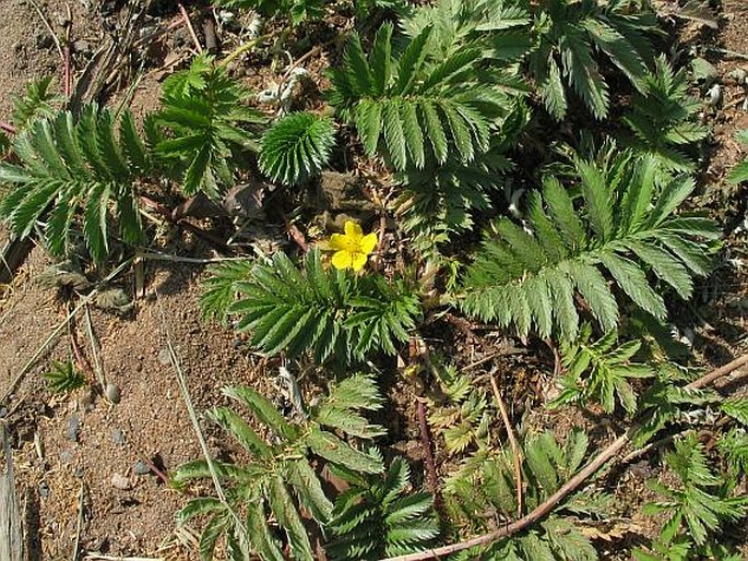 Argentina anserina