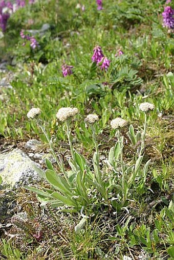 Antennaria carpatica subsp. carpatica