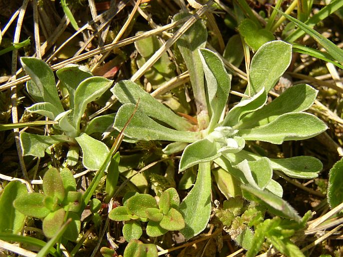 Antennaria dioica