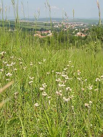 Antennaria dioica