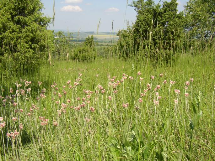 Antennaria dioica