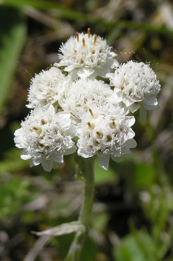 Antennaria dioica