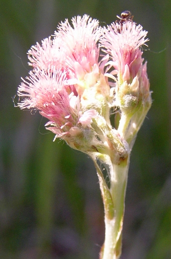 Antennaria dioica