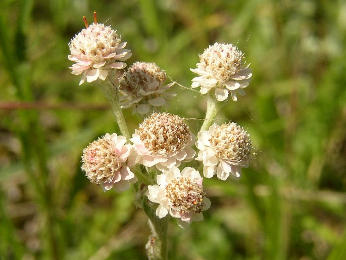 Antennaria dioica