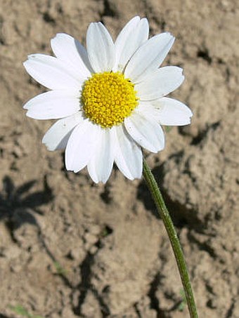 Anthemis arvensis