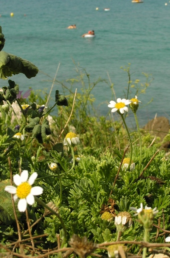 Anthemis maritima