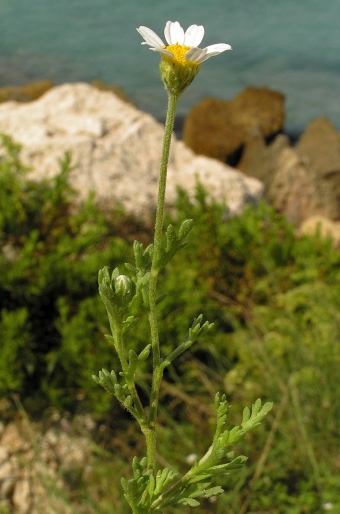 Anthemis maritima