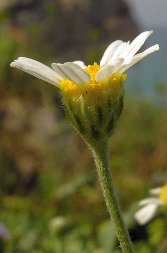 Anthemis maritima