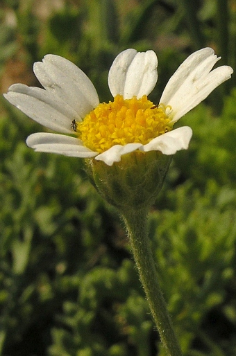 Anthemis maritima