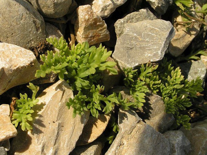 Anthemis maritima