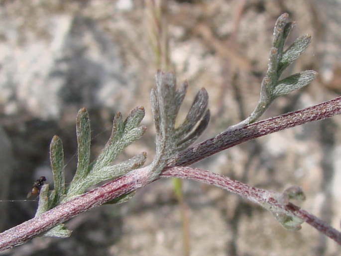 Anthemis tricolor