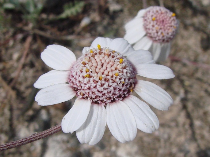 Anthemis tricolor