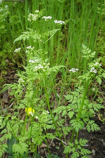 Anthriscus cerefolium subsp. trichosperma