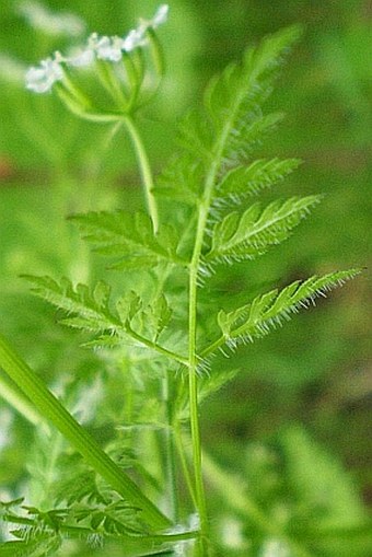 Anthriscus cerefolium subsp. trichosperma