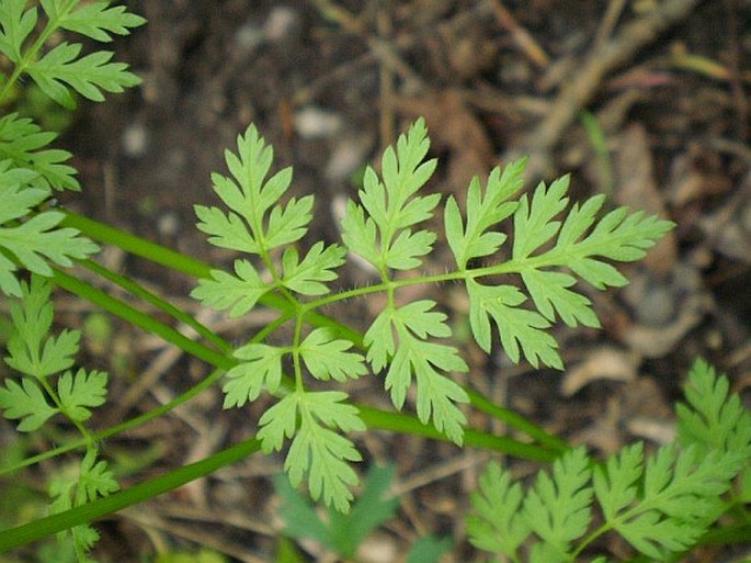 Anthriscus cerefolium subsp. trichosperma