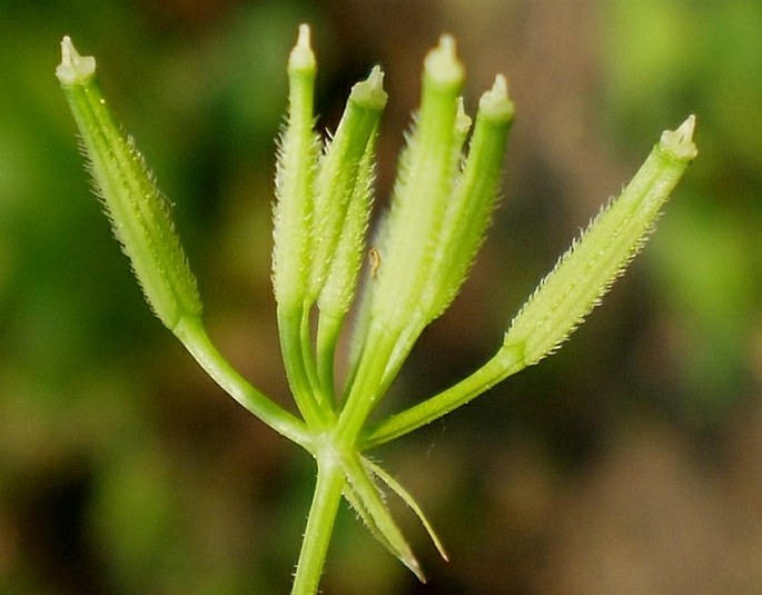 Anthriscus cerefolium subsp. trichosperma