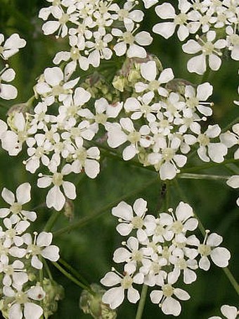 Anthriscus sylvestris