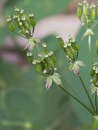 Anthriscus sylvestris