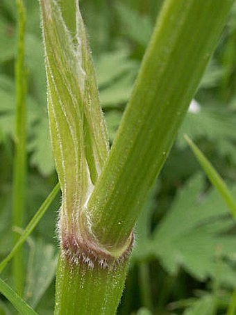 Anthriscus sylvestris