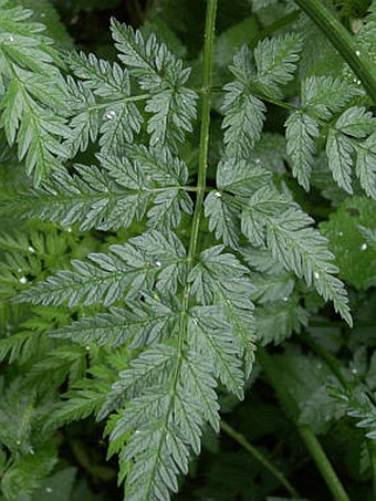 Anthriscus sylvestris