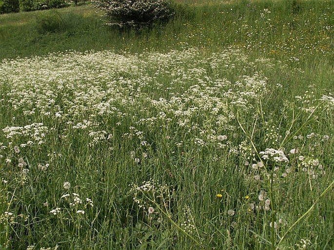 Anthriscus sylvestris