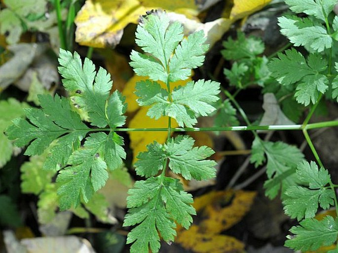 Anthriscus nitida