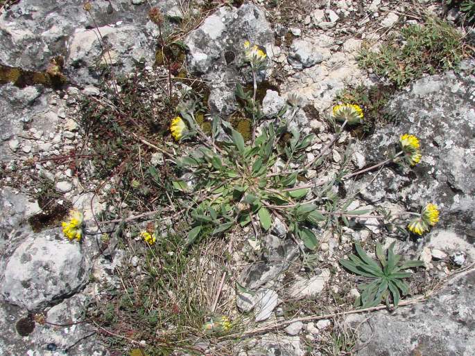 Anthyllis vulneraria