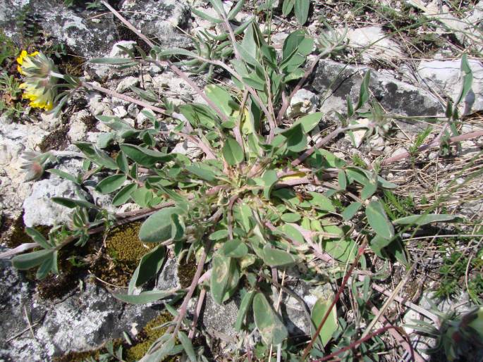 Anthyllis vulneraria