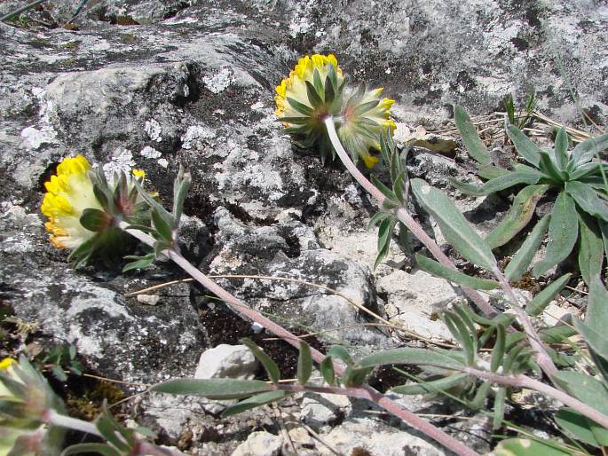 Anthyllis vulneraria