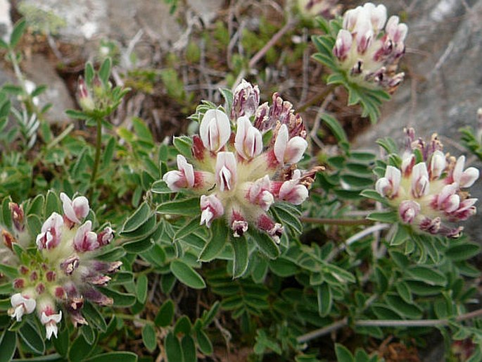 Anthyllis lemanniana