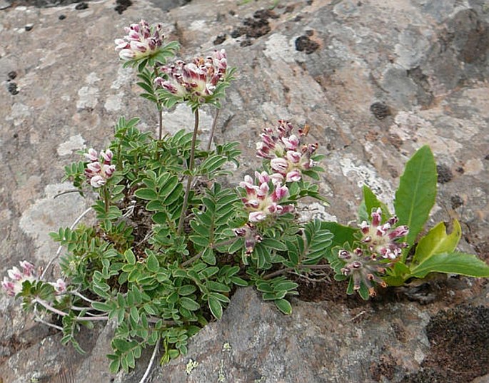 Anthyllis lemanniana