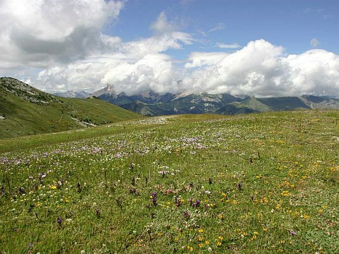 Anthyllis montana