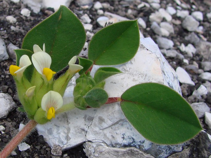 Anthyllis tetraphylla