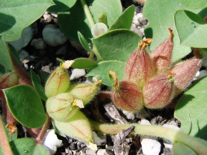 Anthyllis tetraphylla