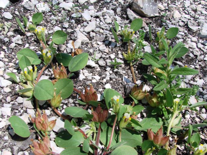 Anthyllis tetraphylla