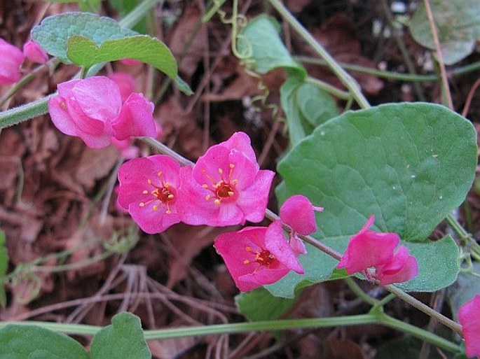 ANTIGONON LEPTOPUS Hook. et Arn.