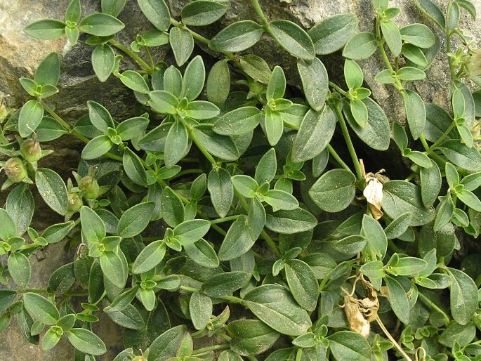 Antirrhinum sempervirens