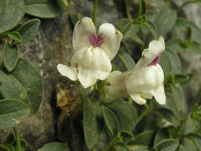 Antirrhinum sempervirens