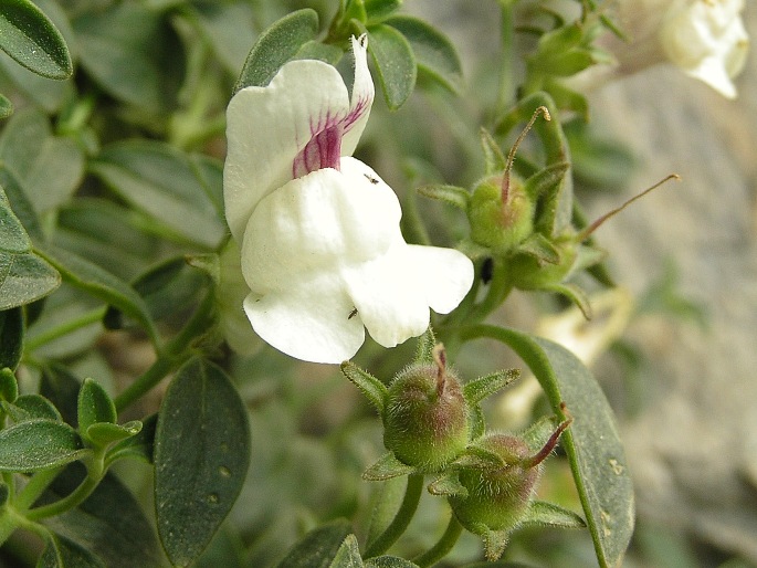 Antirrhinum sempervirens