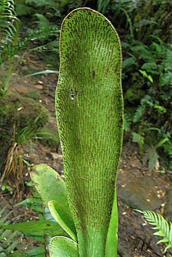 Antrophyum boryanum