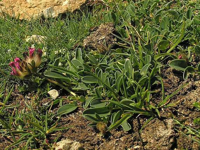 Anthyllis vulneraria subsp. boscii